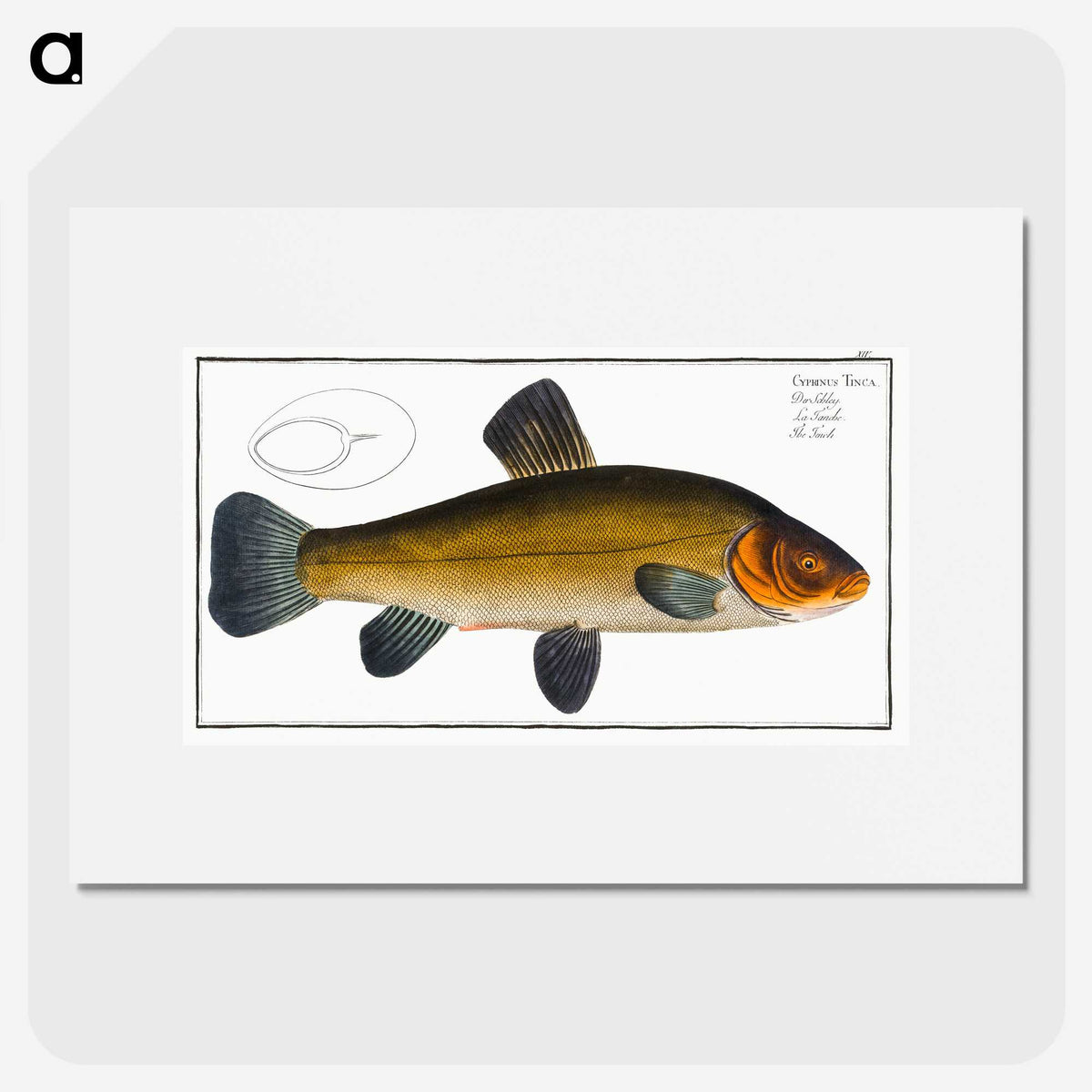 3-32_Ichtyologie-ou-Histoire-naturelle_picture