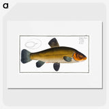 3-32_Ichtyologie-ou-Histoire-naturelle_picture
