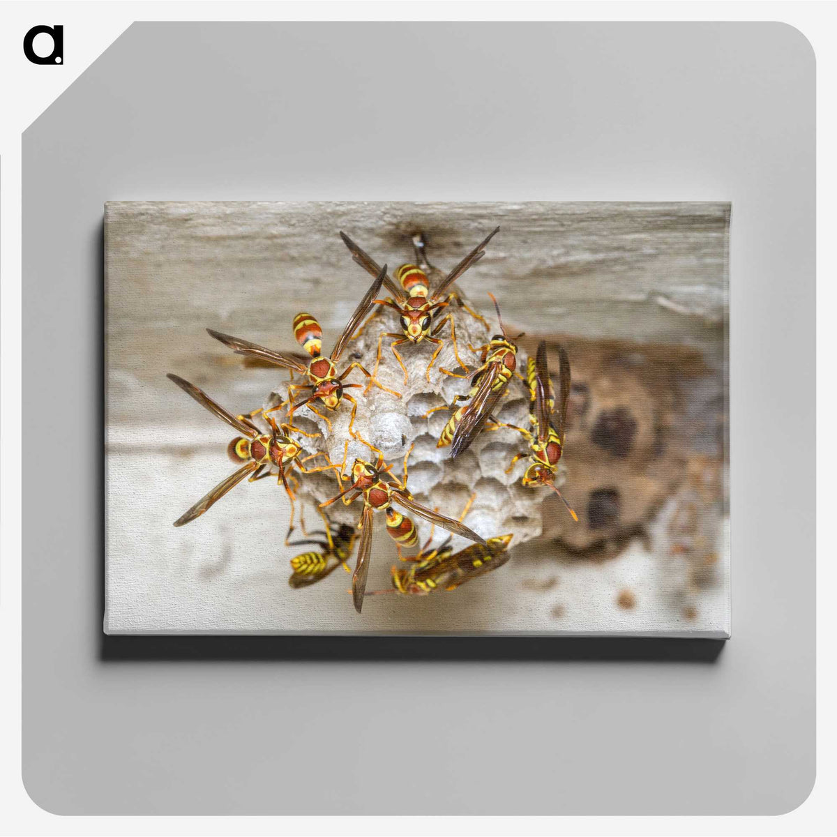 3-32_Insects-Unlocked-Project_canvas