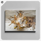 3-32_Insects-Unlocked-Project_canvas