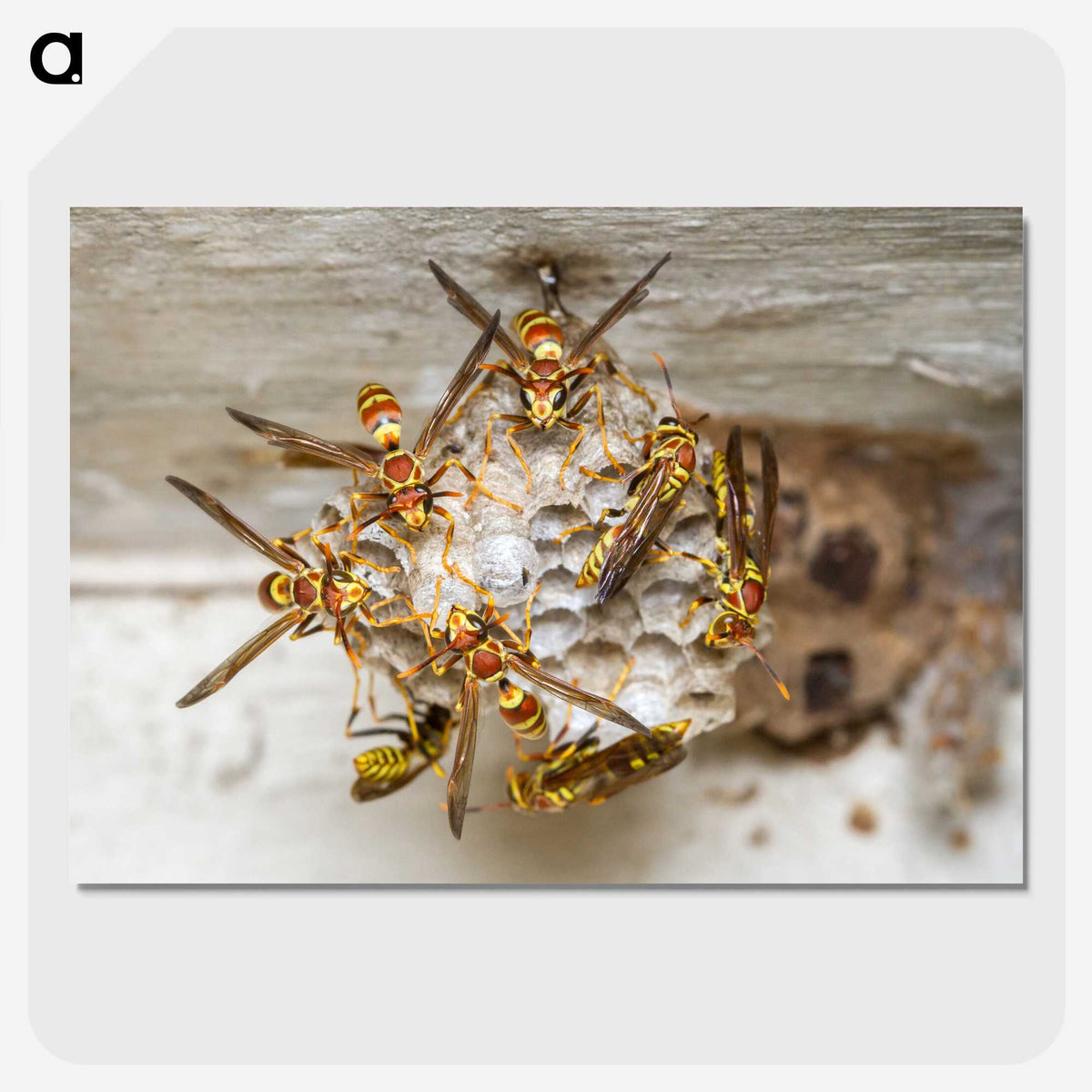 3-32_Insects-Unlocked-Project_picture-crop
