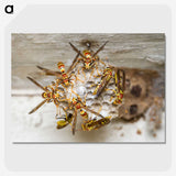 3-32_Insects-Unlocked-Project_picture-crop