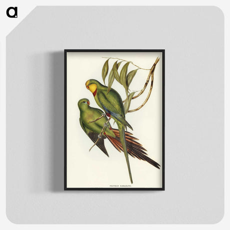 3-32_John-Gould_blk-crop