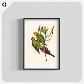 アートポスター-Black-tailed Parakeet
 - ジョン グールド Poster.