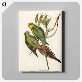 アートパネル-Black-tailed Parakeet
 - ジョン グールド Canvas.
