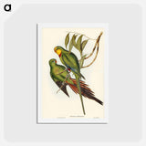 アートポストカード-Black-tailed Parakeet
 - ジョン グールド Postcard.