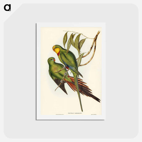 アートポストカード-Black-tailed Parakeet
 - ジョン グールド Postcard.