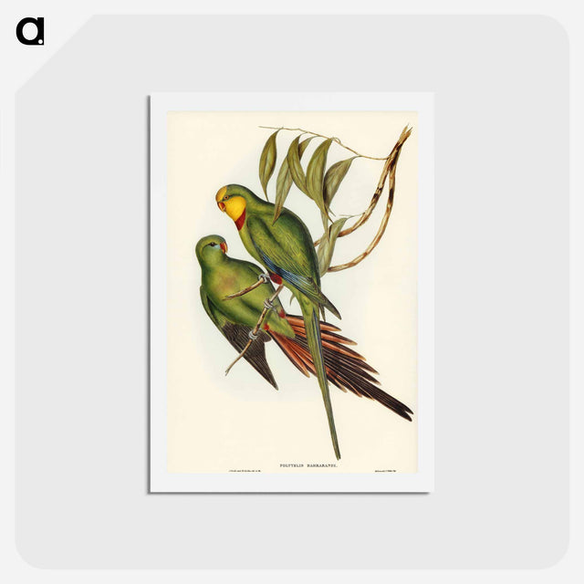 アートポストカード-Black-tailed Parakeet
 - ジョン グールド Postcard.