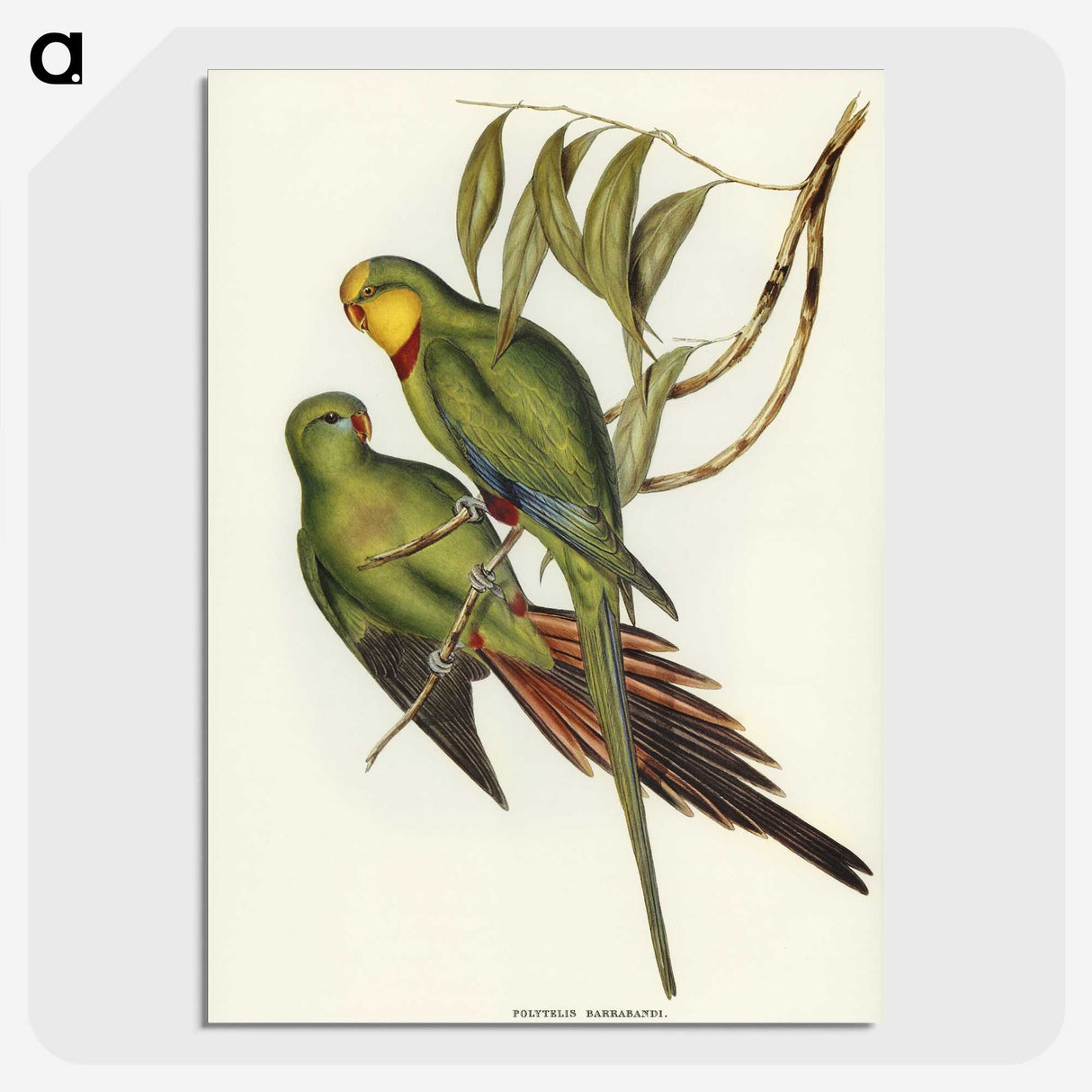 3-32_John-Gould_picture-crop
