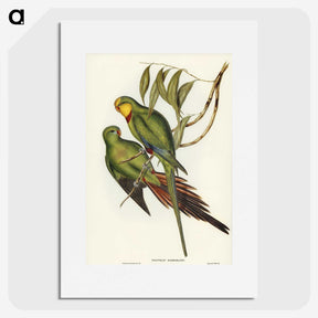 3-32_John-Gould_picture