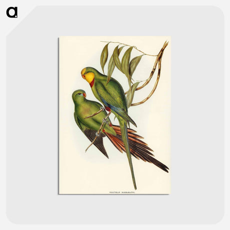 アートポストカード-Black-tailed Parakeet
 - ジョン グールド Postcard.