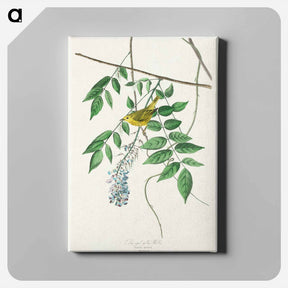 アートパネル-Blue-eyed Yellow Warbler
 - ジョン ジェームス オーデュボン Canvas.