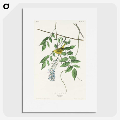3-32_John-James-Audubon_picture