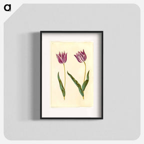 アートポスター-Tulipa gesneriana
 - マリア ジビーラ メーリアン Poster.