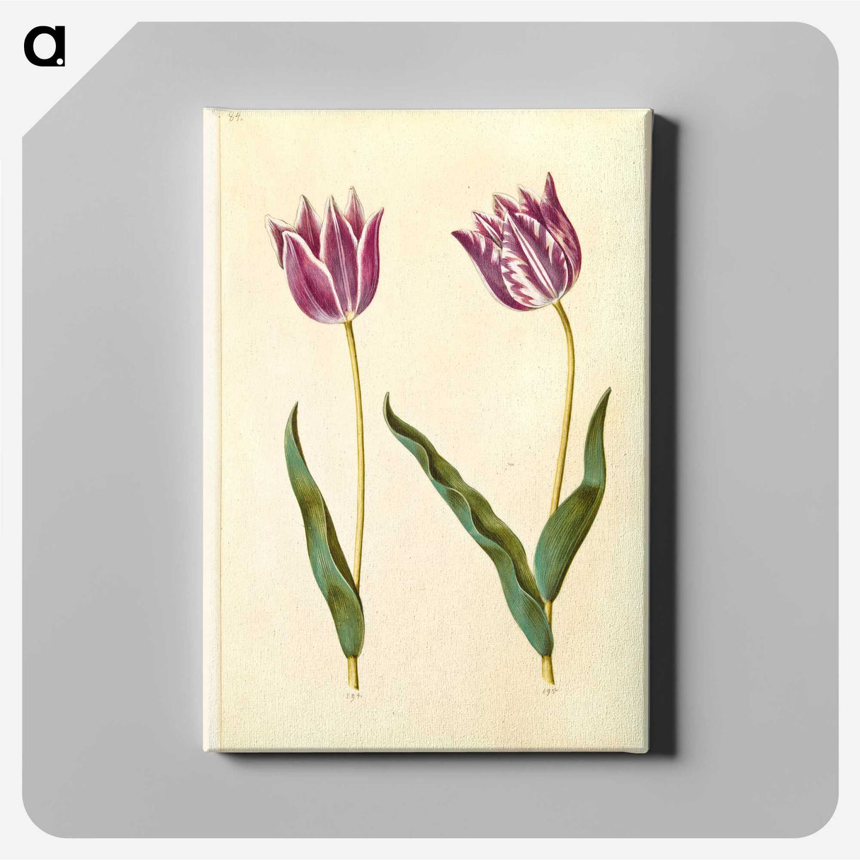 3-32_Maria-Sibylla-Merian_canvas