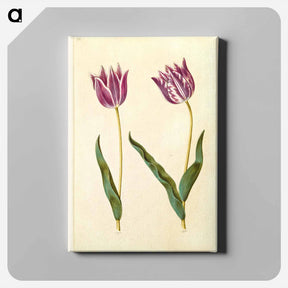 アートパネル-Tulipa gesneriana
 - マリア ジビーラ メーリアン Canvas.
