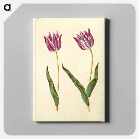 アートパネル-Tulipa gesneriana
 - マリア ジビーラ メーリアン Canvas.