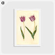 アートポストカード-Tulipa gesneriana
 - マリア ジビーラ メーリアン Postcard.