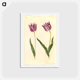 アートポストカード-Tulipa gesneriana
 - マリア ジビーラ メーリアン Postcard.