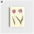 アートメモ帳-Tulipa gesneriana
 - マリア ジビーラ メーリアン Memo.
