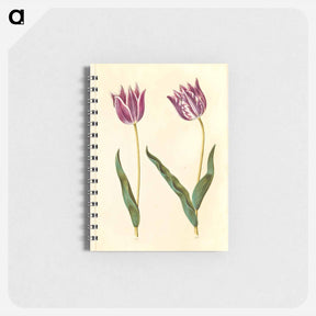 アートメモ帳-Tulipa gesneriana
 - マリア ジビーラ メーリアン Memo.