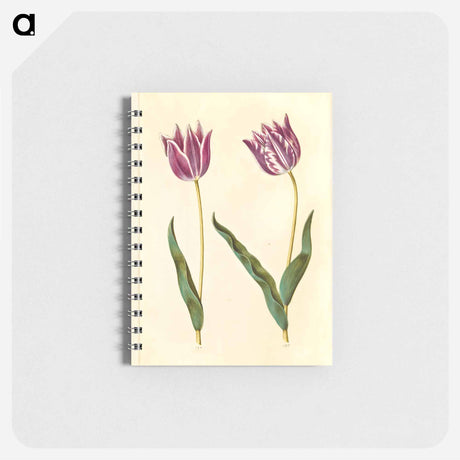 アートメモ帳-Tulipa gesneriana
 - マリア ジビーラ メーリアン Memo.