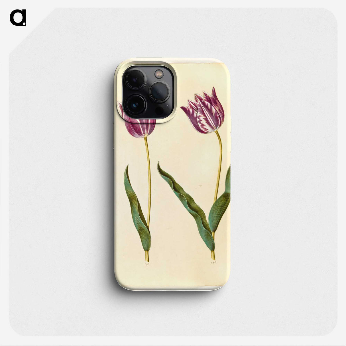 3-32_Maria-Sibylla-Merian_phone