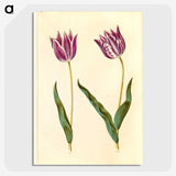 3-32_Maria-Sibylla-Merian_picture-crop