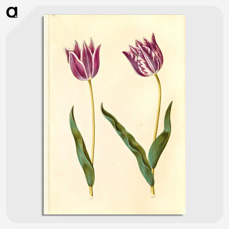 3-32_Maria-Sibylla-Merian_picture-crop