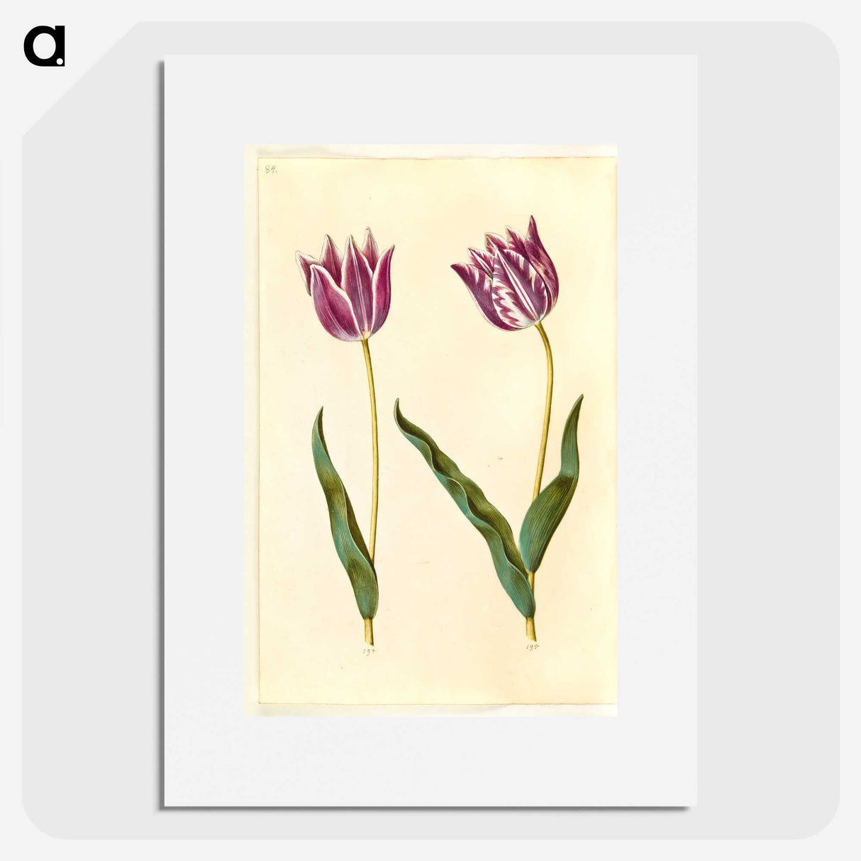 3-32_Maria-Sibylla-Merian_picture