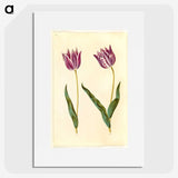 3-32_Maria-Sibylla-Merian_picture