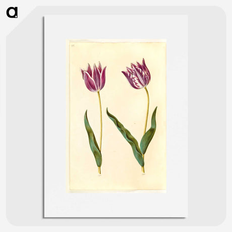 3-32_Maria-Sibylla-Merian_picture