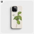 3-32_Mary-Vaux-Walcott_phone