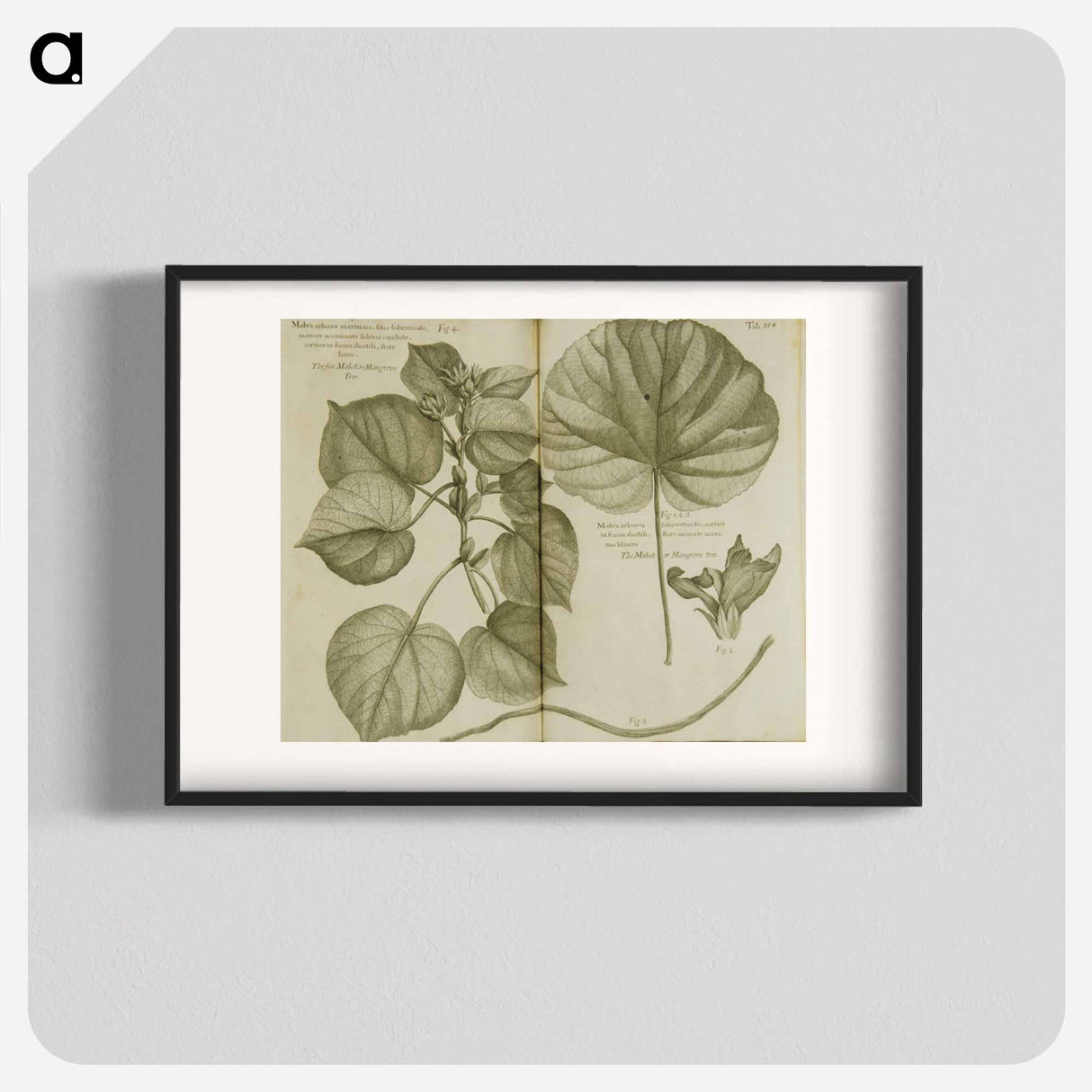 アートポスター-Mahot or Mangrove Tree: Malva Arborea Folio Rotundo
 - 国立医学図書館 Poster.