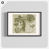 アートポスター-Mahot or Mangrove Tree: Malva Arborea Folio Rotundo
 - 国立医学図書館 Poster.