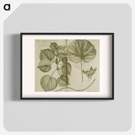 アートポスター-Mahot or Mangrove Tree: Malva Arborea Folio Rotundo
 - 国立医学図書館 Poster.