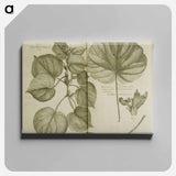 アートパネル-Mahot or Mangrove Tree: Malva Arborea Folio Rotundo
 - 国立医学図書館 Canvas.