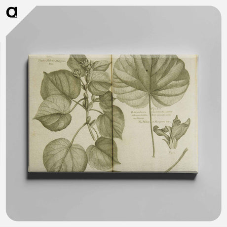 アートパネル-Mahot or Mangrove Tree: Malva Arborea Folio Rotundo
 - 国立医学図書館 Canvas.