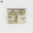 アートメモ帳-Mahot or Mangrove Tree: Malva Arborea Folio Rotundo
 - 国立医学図書館 Memo.