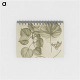 アートメモ帳-Mahot or Mangrove Tree: Malva Arborea Folio Rotundo
 - 国立医学図書館 Memo.