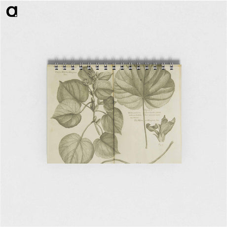 アートメモ帳-Mahot or Mangrove Tree: Malva Arborea Folio Rotundo
 - 国立医学図書館 Memo.