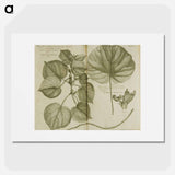 アートポスター-Mahot or Mangrove Tree: Malva Arborea Folio Rotundo
 - 国立医学図書館 Poster.