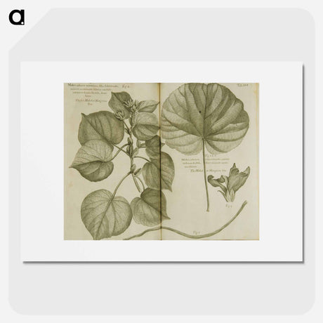 アートポスター-Mahot or Mangrove Tree: Malva Arborea Folio Rotundo
 - 国立医学図書館 Poster.