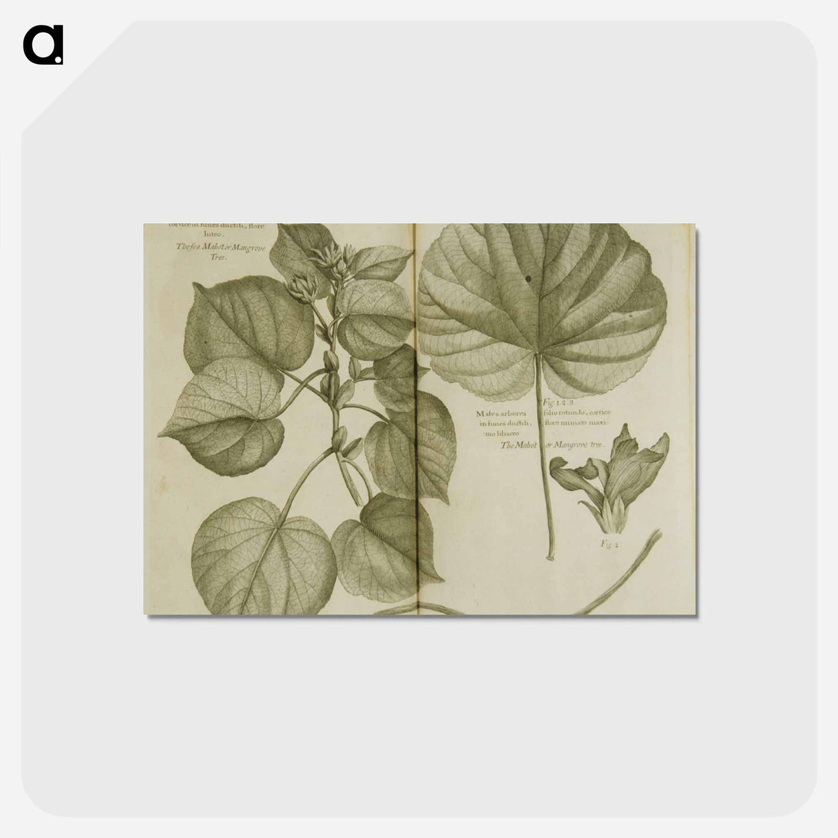 アートポストカード-Mahot or Mangrove Tree: Malva Arborea Folio Rotundo
 - 国立医学図書館 Postcard.