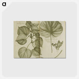 アートポストカード-Mahot or Mangrove Tree: Malva Arborea Folio Rotundo
 - 国立医学図書館 Postcard.