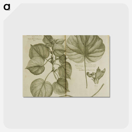 アートポストカード-Mahot or Mangrove Tree: Malva Arborea Folio Rotundo
 - 国立医学図書館 Postcard.