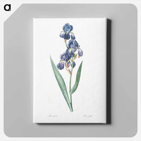アートパネル-Dalmatian iris illustration - ピエール ジョゼフ ルドゥーテ Canvas.