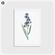 アートポストカード-Dalmatian iris illustration - ピエール ジョゼフ ルドゥーテ Postcard.