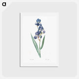 アートポストカード-Dalmatian iris illustration - ピエール ジョゼフ ルドゥーテ Postcard.