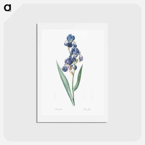 アートポストカード-Dalmatian iris illustration - ピエール ジョゼフ ルドゥーテ Postcard.